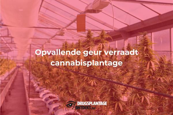 Schoten - Opvallende geur verraadt cannabisplantage